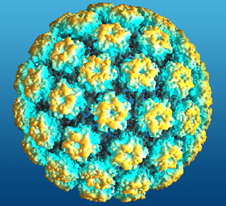 Illustration for article titled Obat Anti Virus Pembunuh Virus HPV